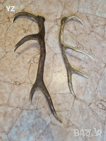 рога от елен, снимка 3 - Други - 50779306