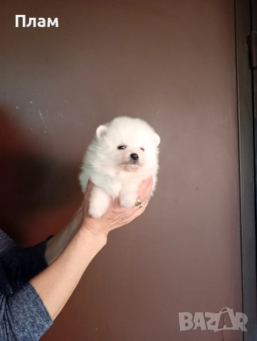 Бели мъжки Померани , снимка 5 - Померан - 54173962