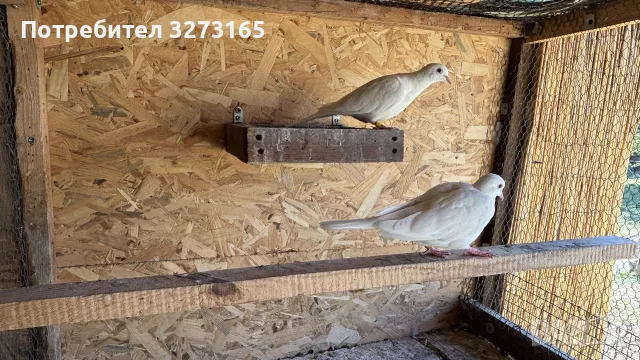 чифт бели гугутки , снимка 4 - Гълъби - 56149501