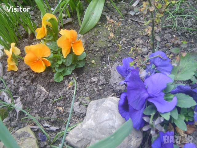 Samsung S830  8 MPx, снимка 17 - Фотоапарати - 54012538