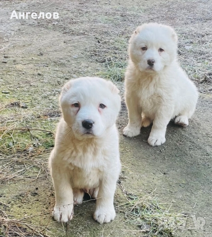 Алабай(средноазиатска овчарка)