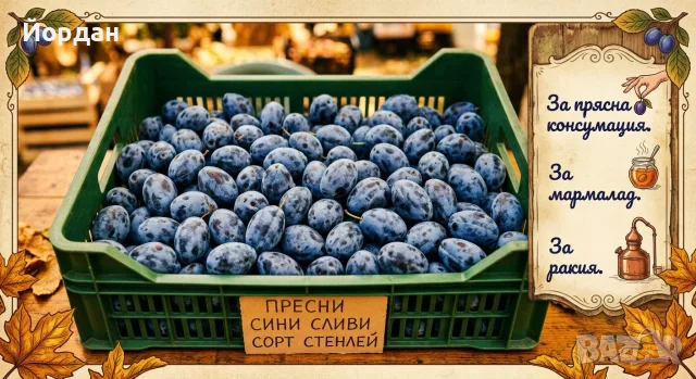 Сини сливи стенлей. 