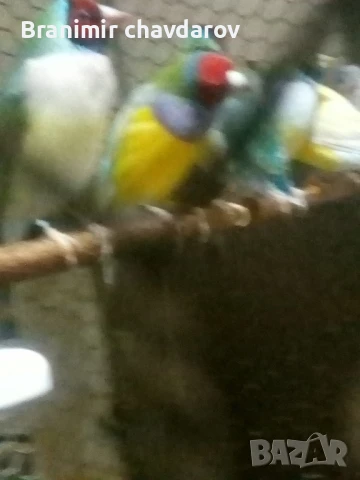 продавам амадини , снимка 4 - Амадини - 51182745