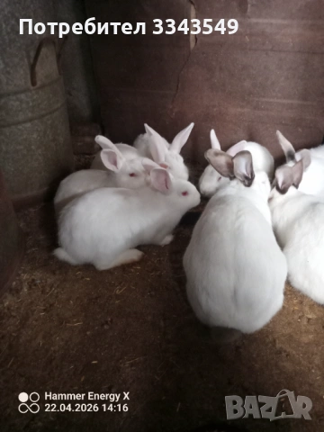 Малки зайчета на 2 месеца , снимка 3 - Други - 54278471