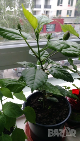 продавам цветя Китайска роза, червена, кичеста, снимка 4 - Стайни растения - 54239402