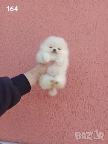 Миниатюрно момиче. Чисто бял мини Померан. Реални снимки !!! , снимка 3 - Померан - 53888642
