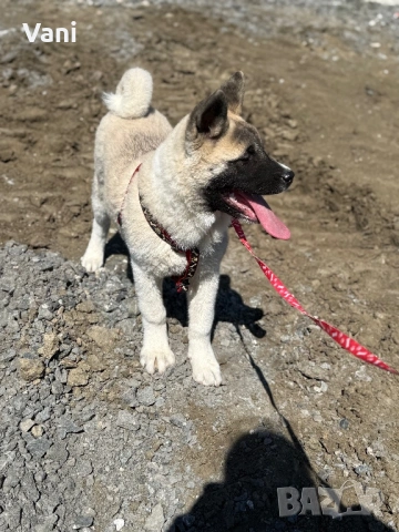 Американска акита кученце, снимка 3 - Акита - 53021892