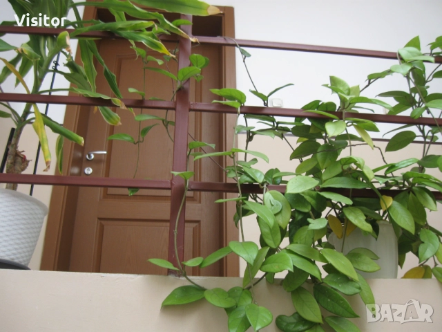  Canon PowerShot A590 IS, снимка 17 - Фотоапарати - 52867072