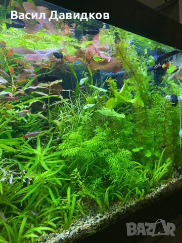 Живородни рибки , снимка 3 - Рибки - 44500989