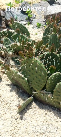 Няколко вида студоустойчиви кактуси и сукуленти, снимка 5 - Градински цветя и растения - 37368313