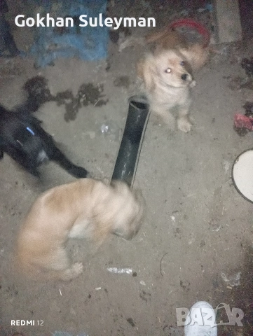 2 мъжки Кокер Шпаньол , снимка 5 - Кокер шпаньол - 52596565