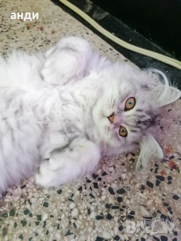 персийски британски котета , снимка 11 - Персийска - 56271497