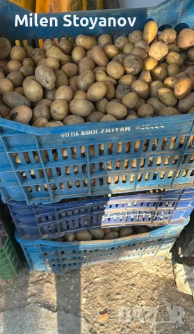 Тикви за животни на цена от 0.25 евро за кг. и картофи за животни на цена от 0.20 евро за кг., снимка 2 - За птици - 56072224