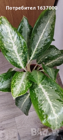 Аглаонема Milky way 