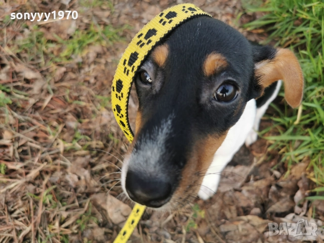 ДЖАК РЪСЕЛ-ЖЕНСКО КУТРЕ 0912251848, снимка 2 - Джак ръсел териер - 52711820