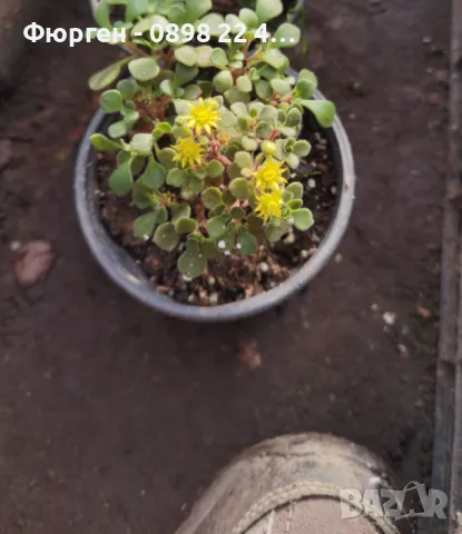 Разсад Дървото на парите, снимка 7 - Разсади - 49239007