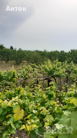 Двуетажна къща и ферма в с. Житосвят, снимка 3 - Къщи - 51493084