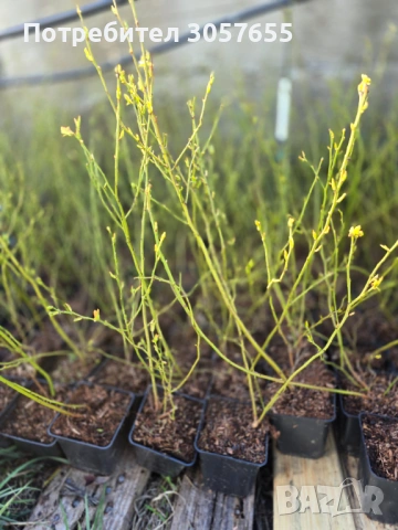 Разсад синя боровинка