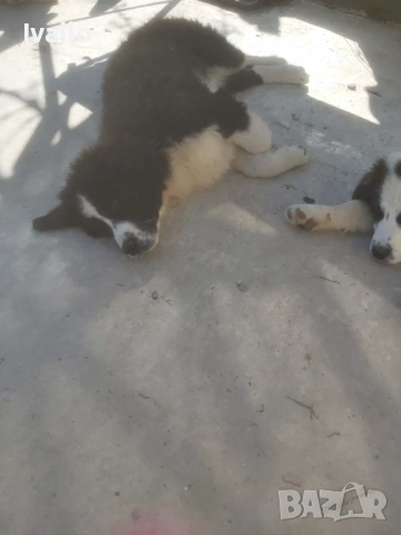 Каракачански кучанца, снимка 8 - Каракачанска овчарка - 52845236