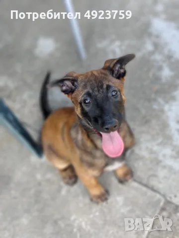Belgium malinois pups, снимка 2 - Белгийска овчарка - 55723855