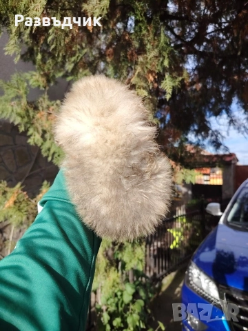 Мини-шпиц померан бебета, снимка 6 - Немски шпиц - 52583622