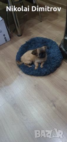 Мини сладурана , снимка 3 - Пинчер - 52889039