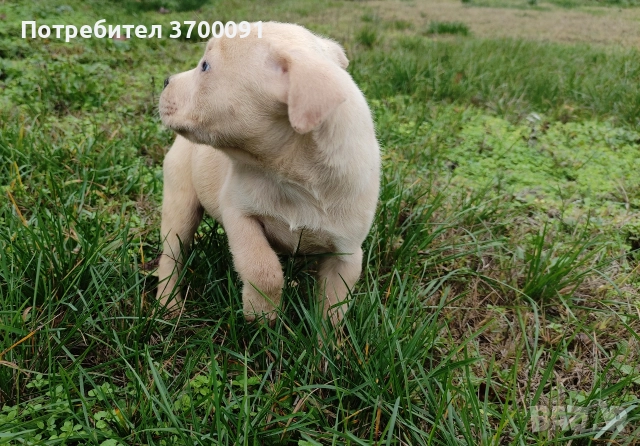 питбул , снимка 4 - Питбул - 52574169