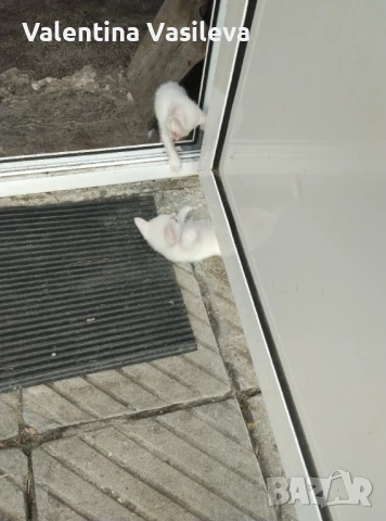 Подарявам бели котета две женски едно мъжко, снимка 1
