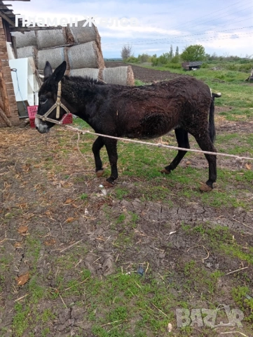 Продавам магарета, снимка 3 - Други - 54271006