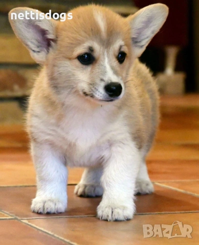 Кралска порода Уелско Корги Пембрук, снимка 13 - Други - 50062470