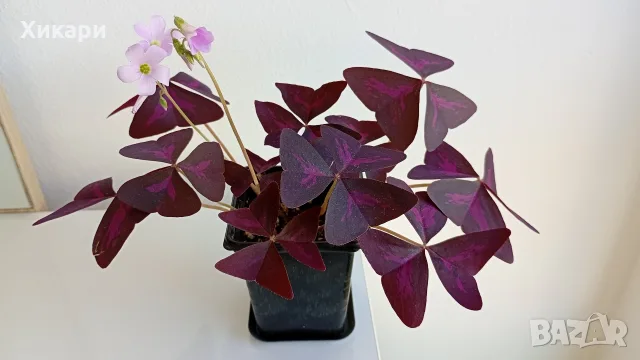 Оксалис/ Oxalis Triangularis /