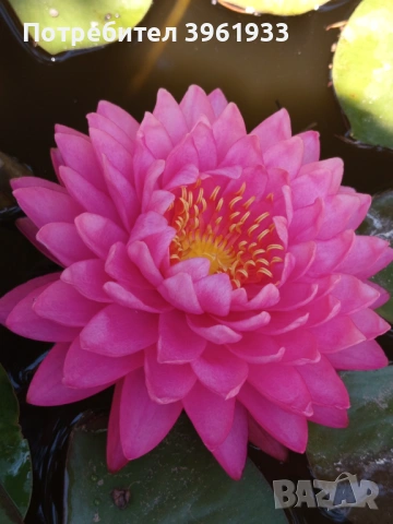 Продавам сортови Водни лилии , снимка 3 - Градински цветя и растения - 53253867