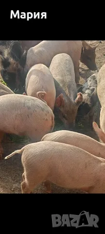 Продавам малки прасенца 
