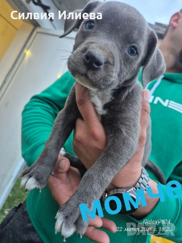 Малки бебета питбули, снимка 8 - Питбул - 53937837