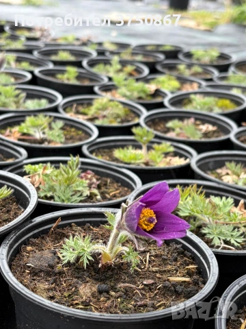 🌸 🌿 Pulsatilla vulgaris ‘Blaue Glocke’ (Съсънка), снимка 5 - Градински цветя и растения - 53971512