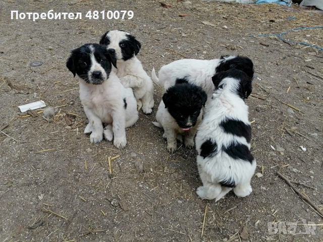 Каракачански овчарки