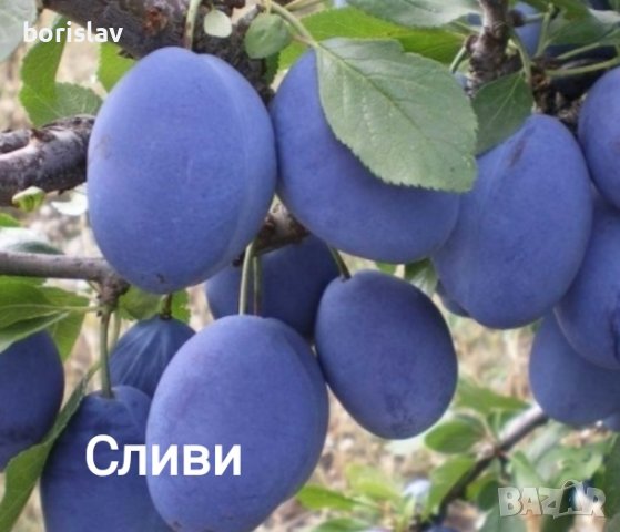 Продавам плодни дръвчета - праскови, кайсии, круши, ябълки, сливи, вишни, череши и дюли, снимка 7 - Градински цветя и растения - 42413795