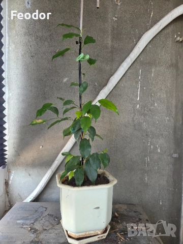 Фикус бенджамин (Ficus benjamina)