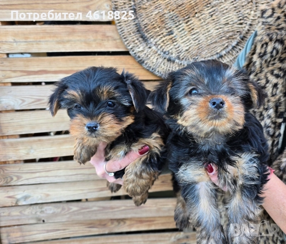 Йоркширски териери , снимка 7 - Йоркширски териер - 52773341
