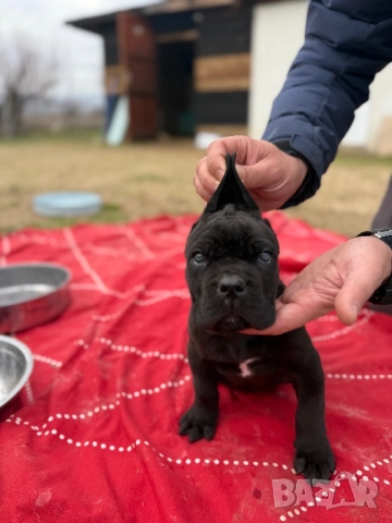 Мъжко Кане корсо, снимка 5 - Кане корсо - 52884652