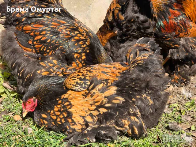 Продавам разплодни яйца от Златно кантирана Брама/Gold Laced Brahma, снимка 11 - Кокошки и пуйки - 50242172