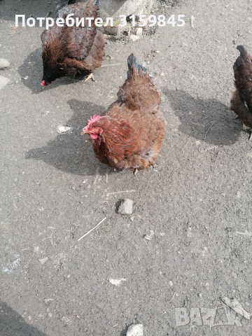 Яйца катунски кокошки червена линия , снимка 8 - други­ - 44797078