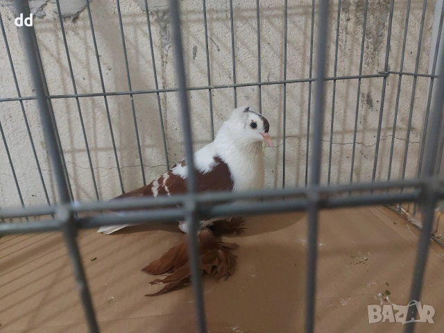 саксонски чайки 