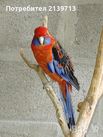 Продавам папагал пенантова розела, снимка 3 - Папагали - 51671575