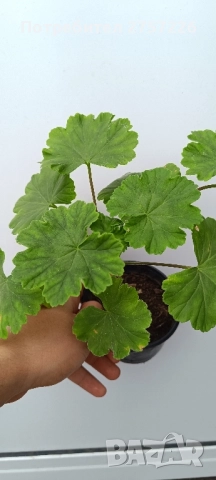 Сортови мушката, снимка 9 - Стайни растения - 52062315