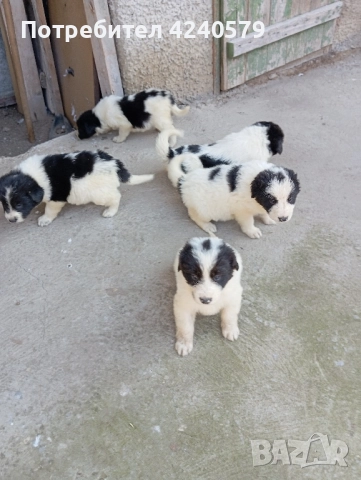 Каракачанки останаха мъжки кутрета, снимка 9 - Каракачанска овчарка - 52105803