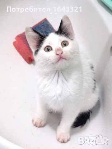 Малък сладур си търси дом (коте, котка)