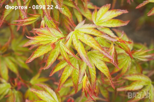 Японски клен - АЦЕР Налични 5 вида Студоустойчиви, снимка 6 - Разсади - 50406492
