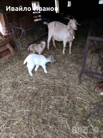 Продавам кози с ярета, снимка 6 - Кози - 53247338