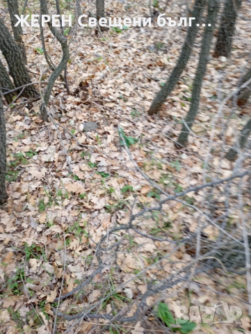 Змийска хурка — хемороиди, миоми,  язви — пресни грудки, снимка 7 - Други стоки за дома - 53952339